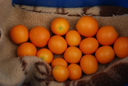 100208__13_.jpg 100208__13_.jpg