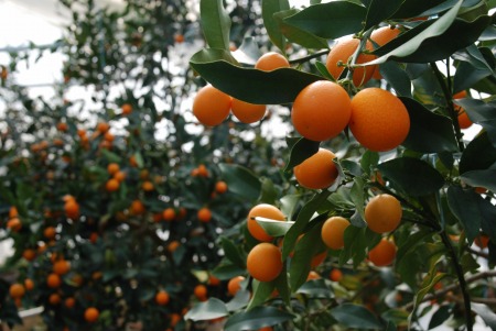 100208__3_.jpg 100208__3_.jpg