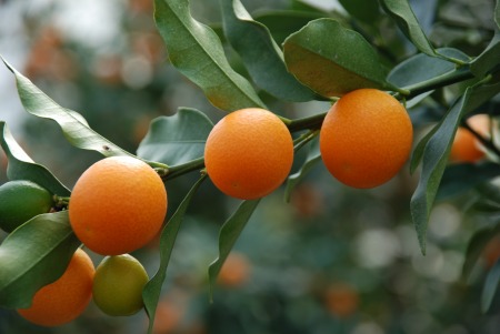 100208__7_.jpg 100208__7_.jpg